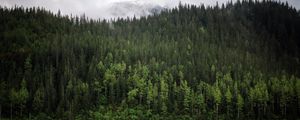 Preview wallpaper forest, trees, reflection, river, nature, landscape, clouds