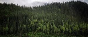 Preview wallpaper forest, trees, reflection, river, nature, landscape, clouds