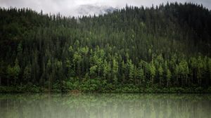 Preview wallpaper forest, trees, reflection, river, nature, landscape, clouds