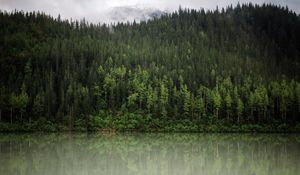 Preview wallpaper forest, trees, reflection, river, nature, landscape, clouds