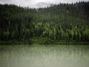 Preview wallpaper forest, trees, reflection, river, nature, landscape, clouds