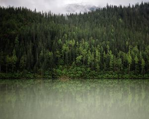 Preview wallpaper forest, trees, reflection, river, nature, landscape, clouds