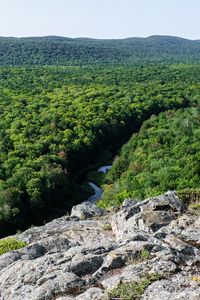 Preview wallpaper forest, trees, river, hill, stone, landscape, view