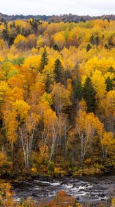 Preview wallpaper forest, trees, river, autumn, nature, landscape