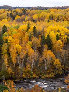 Preview wallpaper forest, trees, river, autumn, nature, landscape