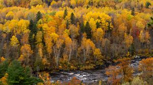 Preview wallpaper forest, trees, river, autumn, nature, landscape