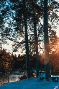 Preview wallpaper forest, trees, river, rays, spring