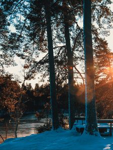 Preview wallpaper forest, trees, river, rays, spring