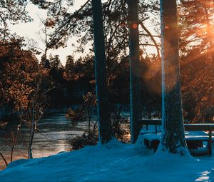 Preview wallpaper forest, trees, river, rays, spring