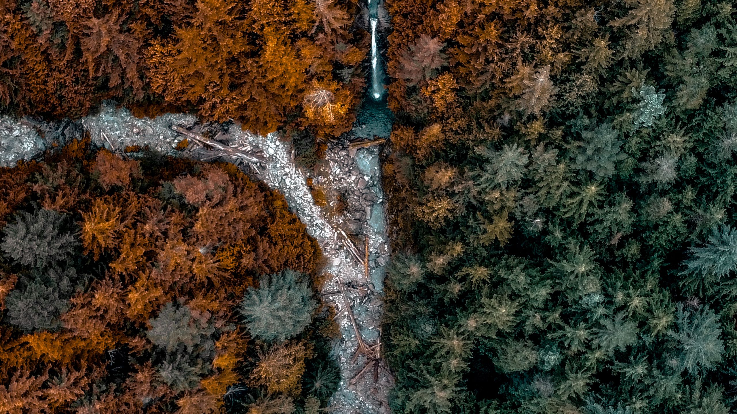 Download wallpaper 2560x1440 forest, trees, river, aerial view, nature