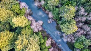 Preview wallpaper forest, trees, river, aerial view
