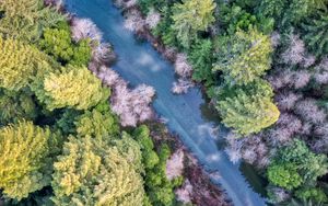 Preview wallpaper forest, trees, river, aerial view
