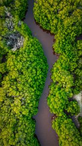 Preview wallpaper forest, trees, river, nature, aerial view