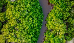 Preview wallpaper forest, trees, river, nature, aerial view