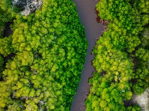 Preview wallpaper forest, trees, river, nature, aerial view
