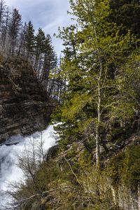 Preview wallpaper forest, trees, river, waterfall, landscape