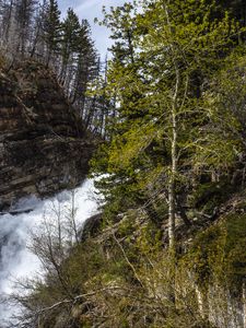 Preview wallpaper forest, trees, river, waterfall, landscape