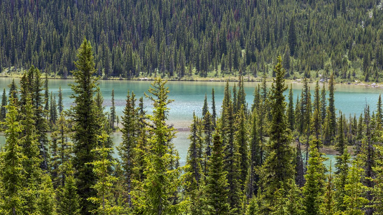 Wallpaper forest, trees, river, aerial view, nature, landscape