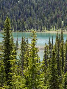 Preview wallpaper forest, trees, river, aerial view, nature, landscape