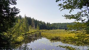 Preview wallpaper forest, trees, river, nature, landscape
