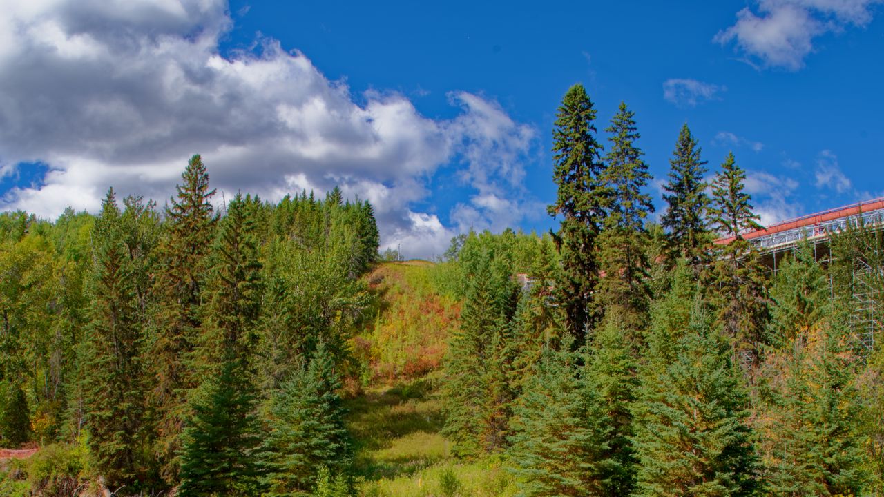 Wallpaper forest, trees, river, landscape, green