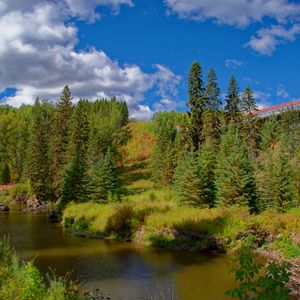 Preview wallpaper forest, trees, river, landscape, green