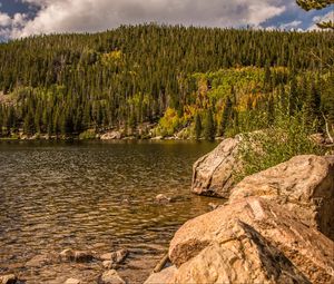 Preview wallpaper forest, trees, river, stones, landscape, nature