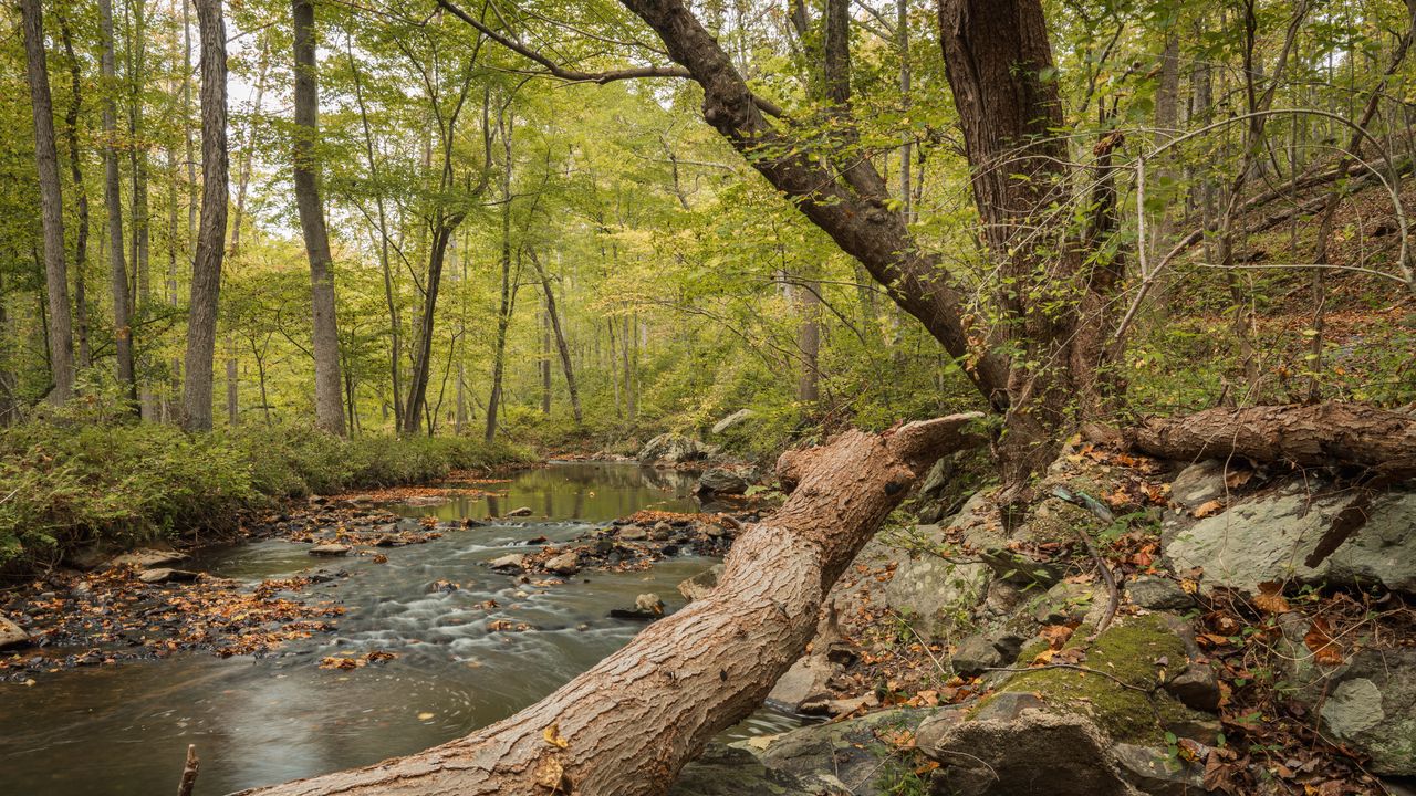 Wallpaper forest, trees, river, nature