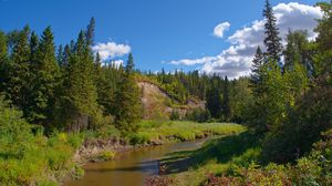 Preview wallpaper forest, trees, river, nature, landscape, green