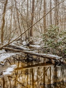 Preview wallpaper forest, trees, river, snow, winter