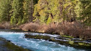 Preview wallpaper forest, trees, river, stones, nature