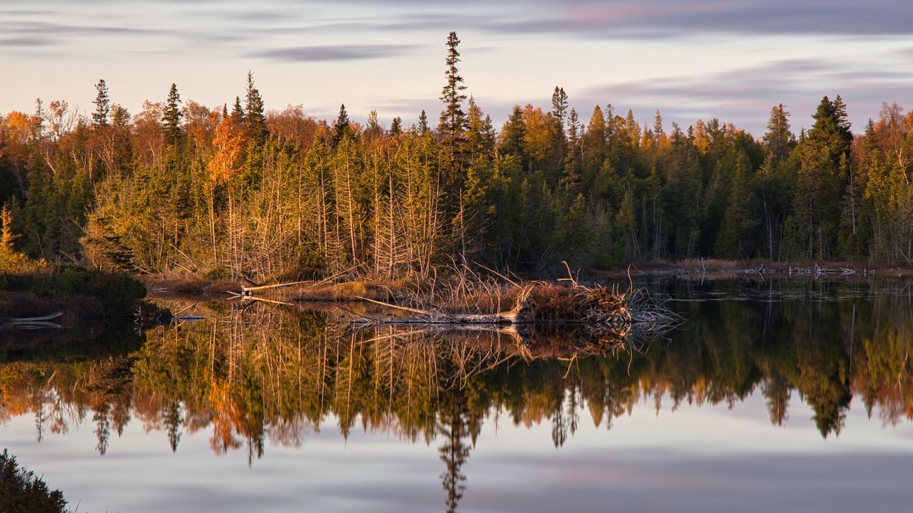 Wallpaper forest, trees, river, reflection, nature