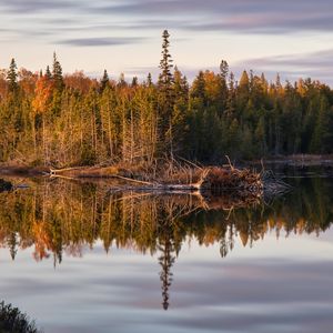 Preview wallpaper forest, trees, river, reflection, nature