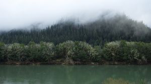 Preview wallpaper forest, trees, river, fog, nature