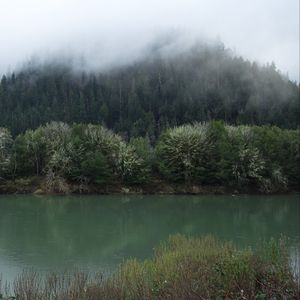 Preview wallpaper forest, trees, river, fog, nature