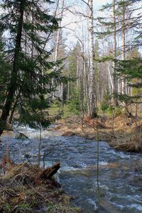 Preview wallpaper forest, trees, river, flow, landscape