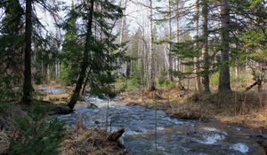 Preview wallpaper forest, trees, river, flow, landscape