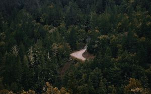 Preview wallpaper forest, trees, road, fog, turn