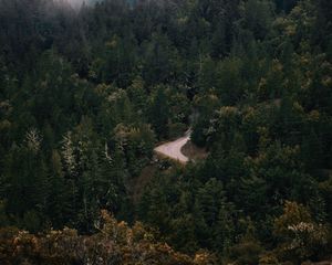 Preview wallpaper forest, trees, road, fog, turn