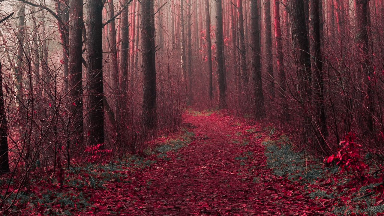 Wallpaper forest, trees, road, path hd, picture, image