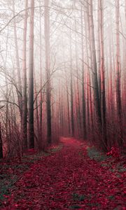 Preview wallpaper forest, trees, road, path