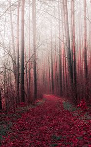 Preview wallpaper forest, trees, road, path