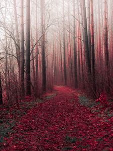 Preview wallpaper forest, trees, road, path