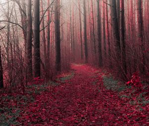 Preview wallpaper forest, trees, road, path