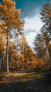 Preview wallpaper forest, trees, road, autumn, nature