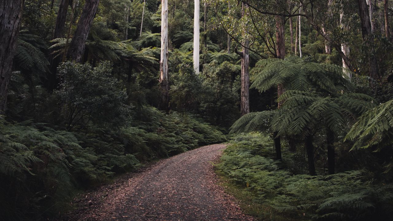 Wallpaper forest, trees, road, turn, nature