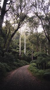 Preview wallpaper forest, trees, road, turn, nature