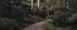 Preview wallpaper forest, trees, road, turn, nature