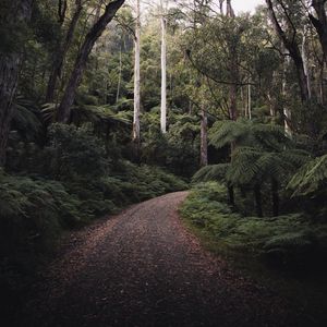 Preview wallpaper forest, trees, road, turn, nature