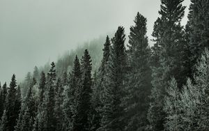 Preview wallpaper forest, trees, road, turn, fog, nature